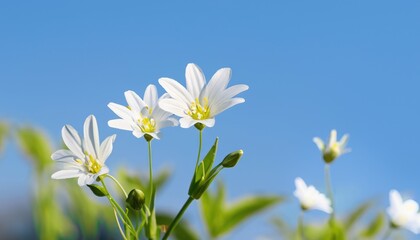 Stellaria holostea flower