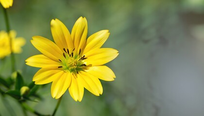 Stellaria holostea flower