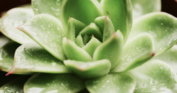 Close-up of a succulent plant with water droplets on its fleshy green leaves, with copy space