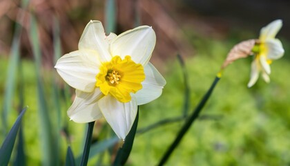 pink daffodil flower in the garden, with copy space