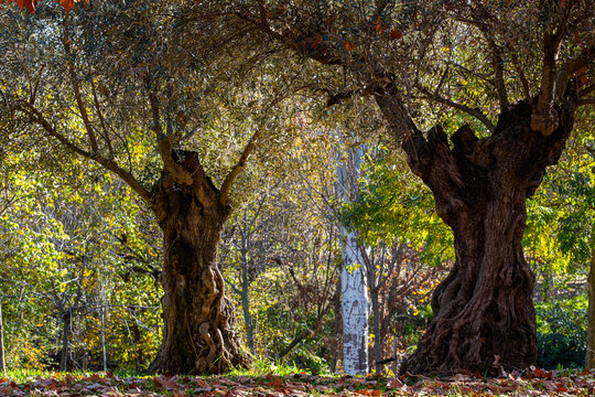Field with centuries-old olive trees in Spain