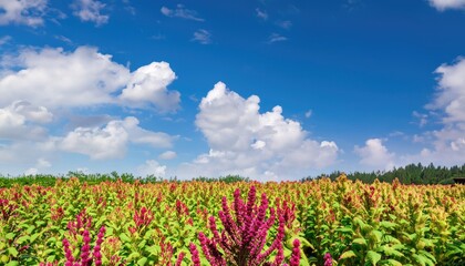 Fototapeta na wymiar Amaranth flower field in natural background