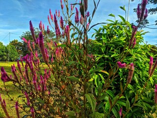 plants of lush Celosia Argenta flowers in the yard