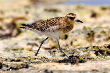 Pazifischer Goldregenpfeifer, Sibirischer Goldregenpfeifer // Pacific golden plover (Pluvialis fulva)