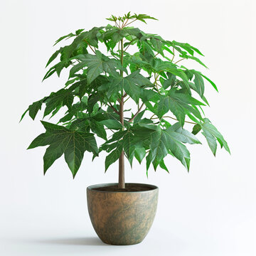 A potted papaya tree