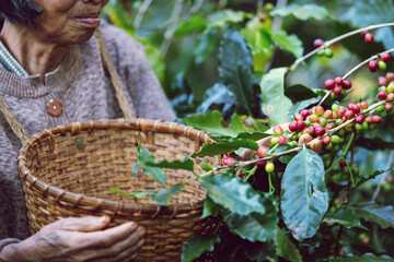 Farmers display red coffee beans ready for harvest.