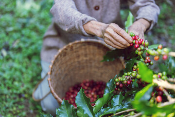 Coffee bean harvest is a crucial stage in the coffee production process that involves the selective picking or harvesting of ripe coffee cherries from coffee plants.