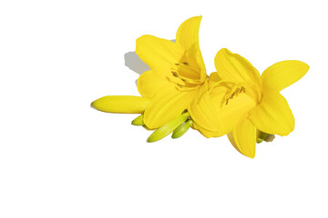 Yellow blooming lily buds on an isolated white background. For congratulations, design.