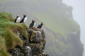A group of puffins with distinctive black and white plumage and bright orange beaks are perched on a misty, grass-covered cliffside, overlooking the ocean.