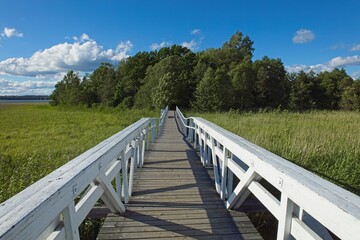 Fototapeta na wymiar Wooden plank walkway through a field of reeds in spring.