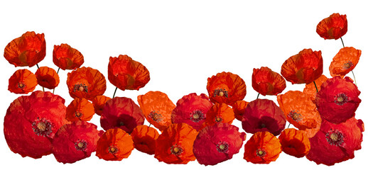 red poppies. a symbol of memory. Memorial Day . anzac day. isolated on a transparent background....
