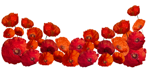 red poppies. a symbol of memory. Memorial Day . anzac day. isolated on a transparent background. Copy space
