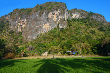Fototapeta na wymiar Photo view of rice fields with green rice plants