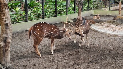 Couple male brown deer fight using their horn in the cage in the zoo