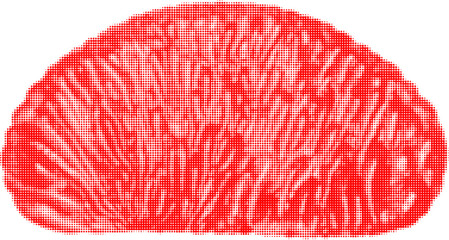 grapefruit one peeled red slice, isolated on white background