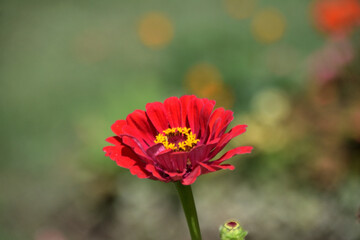 beautiful flower - 705548466