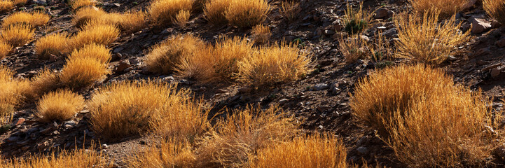 Panoramic image. Yellow dry grass on volcanic rock in Teide National Park. Tenerife, Spain. Canary Islands