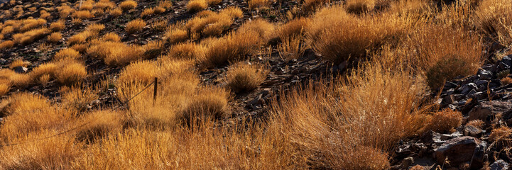 Panoramic image. Yellow dry grass on volcanic rock in Teide National Park. Tenerife, Spain. Canary...