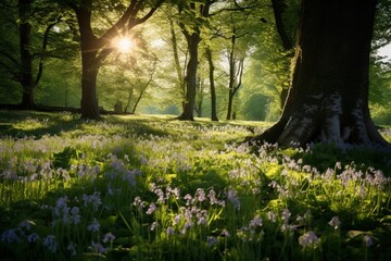 the fresh morning in the forest with sunshine