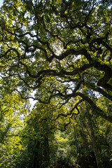 Fototapeta premium Quinta da Regaleira garden in Sintra, Portugal. Vertical Image.