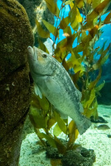 KELP BASS fish (Paralabrax clathratus) in a aquarium