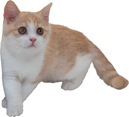 マンチカンの子猫