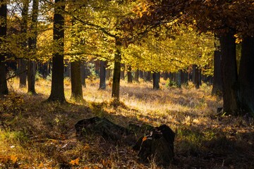 Autumn in the forest