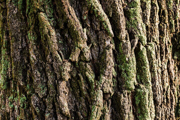 The beautiful bark of an old tree