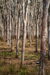Rubber trees in rubber plantations farmers of southern Thailand, Rubber tree with fresh latex...