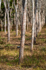 Rubber trees in rubber plantations farmers of southern Thailand, Rubber tree with fresh latex...