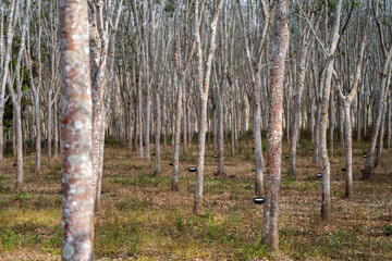 Obraz premium Rubber trees in rubber plantations farmers of southern Thailand, Rubber tree with fresh latex rubber drop in cup.