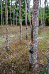 Rubber trees in rubber plantations farmers of southern Thailand, Rubber tree with fresh latex rubber drop in cup.