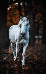 Obraz na płótnie Canvas White horses in the woods.