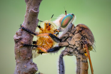 robber fly with prey