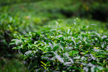 Beautiful morning view of Tea Plantation, fresh and green landscape