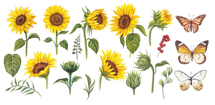 Sunflower and butterflies clipart. Watercolor floral illustrations. Yellow flowers for rustic wedding design, thanksgiving decoration, scrapbooking. Elements isolated on transparent background
