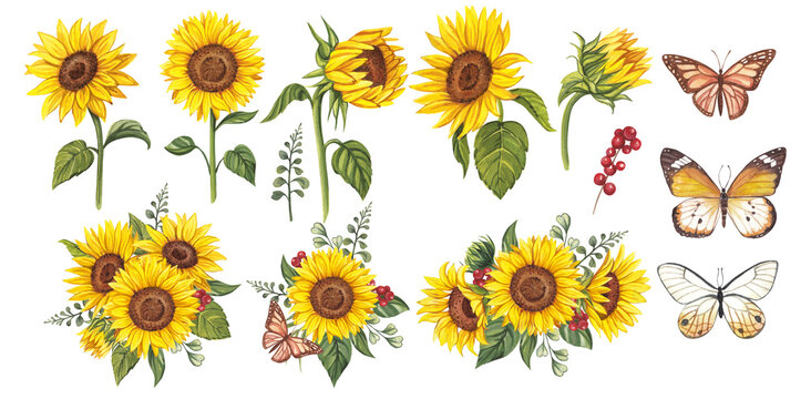 Sunflower and butterflies clipart. Watercolor floral illustrations. Sunflowers bouquet. Yellow flowers for rustic wedding design, thanksgiving decoration. Elements isolated on transparent background