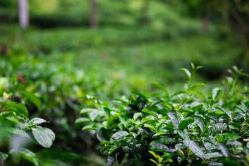 Foto auf Acrylglas Grün Beautiful morning view of Tea Plantation, fresh and green landscape