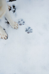 footprints in the snow. Dog tracks in the snow. Dog tracks on a background of snow. Caring for pets in winter and cold weather.