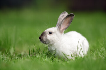 beautiful white bunny portrait on green grass outdoors