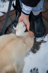 The dog gives its paw to the woman. A dog's paw in a man's hand. A pet. Labrador