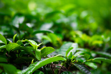 Beautiful morning view of Tea Plantation, fresh and green landscape