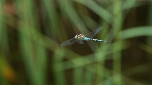 A migrant hawker dragonfly flying over a small pond