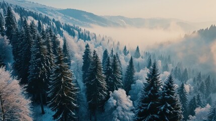 Aerial View of Alpine Forest in Winter