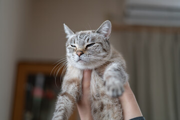 猫を抱く　シャムトラ猫