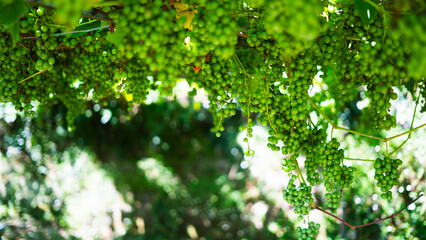 Fototapeta na wymiar Green Grapes Vineyard Sunlight Transluscent