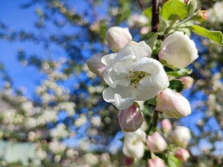 White bud of an apple tree flower on a tree branch in a garden in early spring in the village