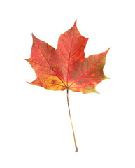 Autumn season. One maple leaf isolated on white