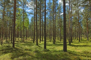 Obraz premium Landscape of the forest in sunlight with foliage on the ground in sunny autumn weather, Lappohjanranta, Finland.