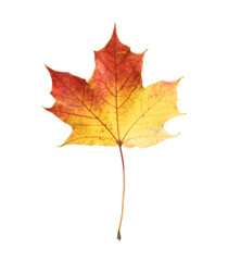 Naklejka na ściany i meble Autumn season. One maple leaf isolated on white